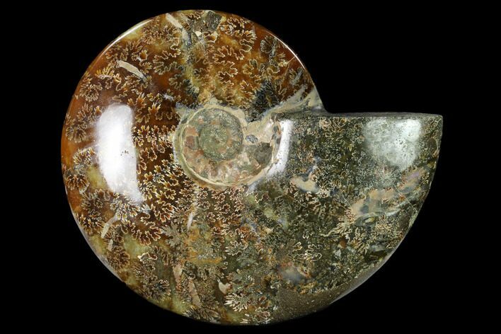 Polished, Agatized Ammonite (Cleoniceras) - Madagascar #149175